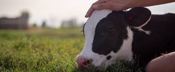 Yem Katkıları: Glycerol Monolaurate GML80 Powder for Animal